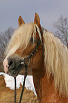 Haflinger Portrait / haflinger horse portrait