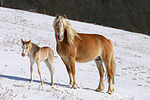 Haflinger / haflinger horse