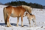 Haflinger / haflinger horse