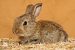 Zwergkaninchen / dwarf rabbit