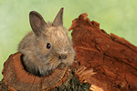 Zwergkaninchen / dwarf rabbit