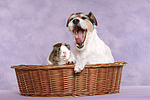 Parson Russell Terrier und Meerschwein / dog and guninea pig