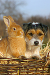 Parson Russell Terrier und Zwergkaninchen / prt and dwarf rabbit