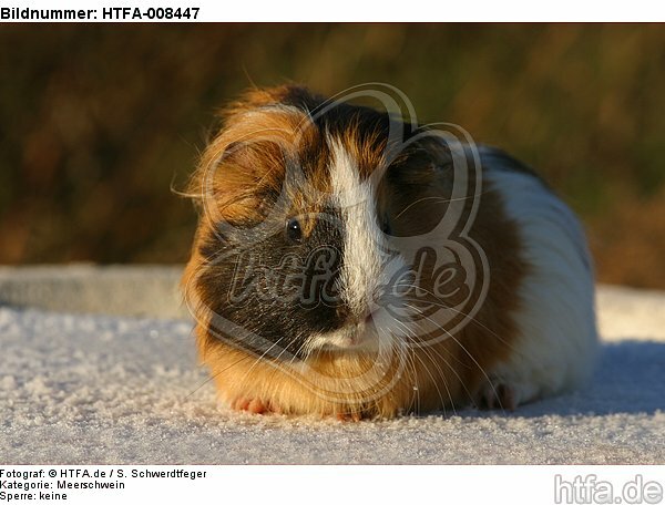 Meerschwein / guninea pig / HTFA-008447