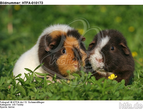 US-Teddy Meerschweine / US-Teddy guninea pigs / HTFA-010173