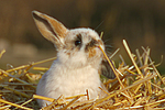 Zwergwidder / lop-eared bunny