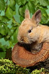 junges Zwergkaninchen / young dwarf rabbit