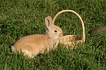 junges Zwergkaninchen / young dwarf rabbit