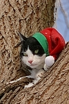 Hauskatze mit Weihnachtsmütze / domestic cat