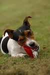 Jack Russell Terrier