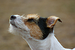 Parson Russell Terrier