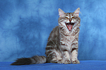 Norwegische Waldkatze / norwegian forestcat