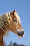 Haflinger Portrait / haflinger horse portrait