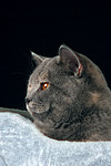 Britisch Kurzhaar / british shorthair