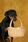 Dobermann apportiert Korb / Doberman Pinscher retrieves basket