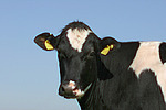 Rind Portrait / cattle portrait