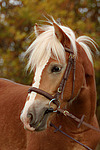 Haflinger Portrait / haflinger horse portrait