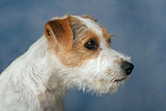 Parson Russell Terrier