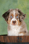 Miniature Australian Shepherd Welpe / miniature australian shepherd puppy