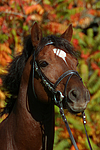 Deutscher Reitpony Hengst / pony stallion