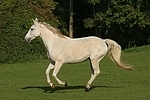 Sachsen Anhaltiner Warmblut / horse