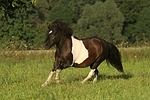 Shetland Pony