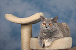 Britisch Kurzhaar / british shorthair