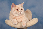 Britisch Kurzhaar / british shorthair