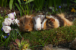 3 Meerschweine / 3 guninea pigs