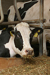 Rind in Fressliegebox / cattle in stable