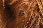 Schottisches Hochlandrind Auge / highland cattle eye