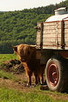 Schottisches Hochlandrind / highland cattle
