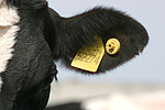 Rind Ohr / cattle ear