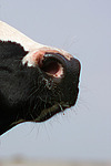 Rind Nase / cattle nose