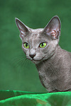 Russisch Blau / russian blue