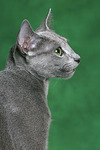 Russisch Blau / russian blue