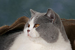 Britisch Kurzhaar / british shorthair