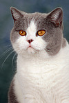 Britisch Kurzhaar / british shorthair