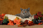 Britisch Kurzhaar / british shorthair