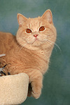 Britisch Kurzhaar / british shorthair