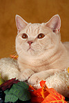 Britisch Kurzhaar / british shorthair