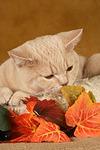 Britisch Kurzhaar / british shorthair