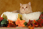 Britisch Kurzhaar / british shorthair