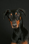 Dobermann / doberman pinscher