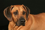 Rhodesian Ridgeback