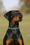 Dobermann / doberman pinscher