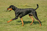 Dobermann / doberman pinscher