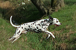 Dalmatiner / dalmatian