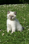 Britisch Kurzhaar Kätzchen / british shorthair kitten