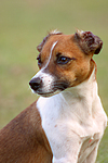 Jack Russell Terrier